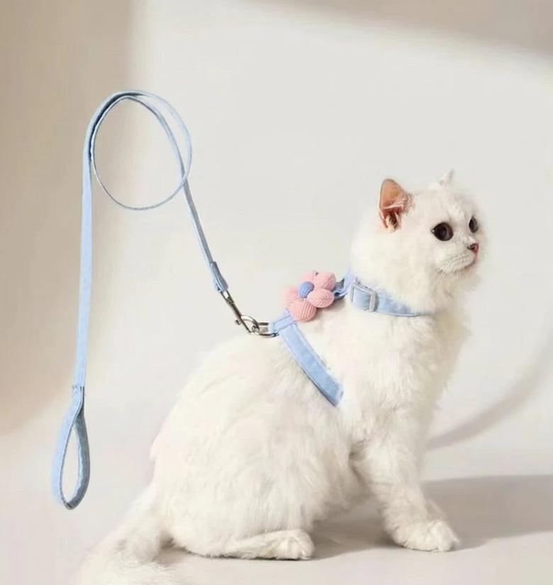 White cat wearing a blue harness with a pink flower attachment, sitting on a light background.