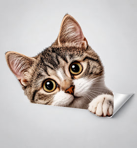 Peeking Cat PVC Wall Sticker