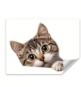 Cat peeking over a white surface with a white border