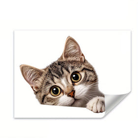 Cat peeking over a white surface with a white border