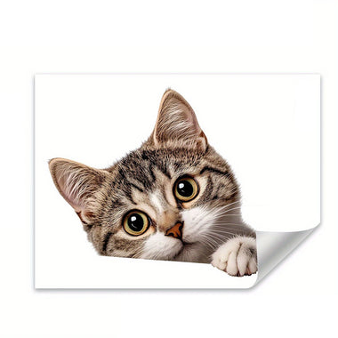 Cat peeking over a white surface with a white border