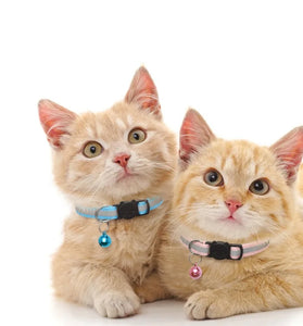Two cats wearing collars with tags on a white background
