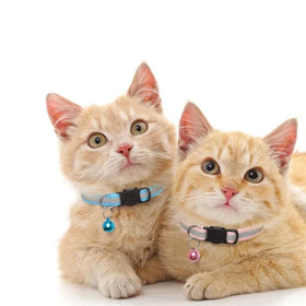 Two cats wearing collars with tags on a white background