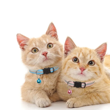 Two cats wearing collars with tags on a white background