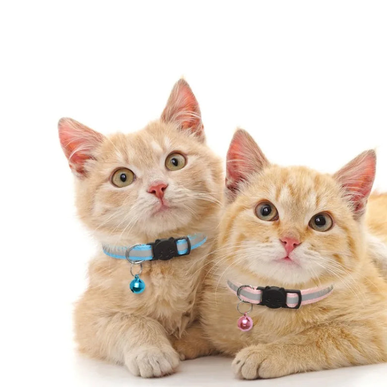 Two cats wearing collars with tags on a white background