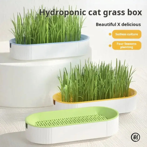 Hydroponic Cat Grass Growing Box